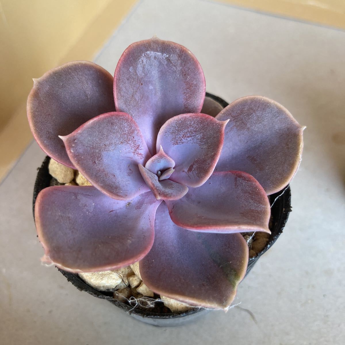多肉植物☆パールフォンニュルンベルグ☆大☆カット苗☆黄棒