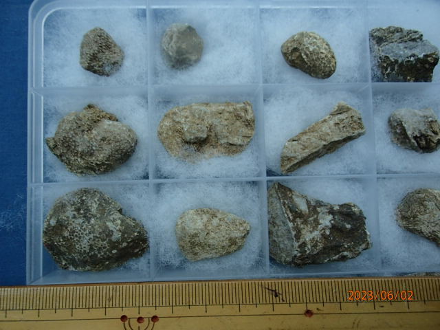 〇化石標本　横倉山のハチノスサンゴ30個1セット_画像4