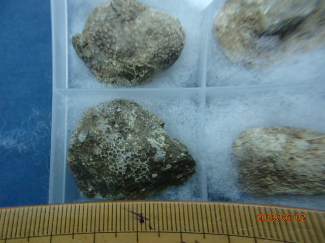 〇化石標本　横倉山のハチノスサンゴ30個1セット_画像7