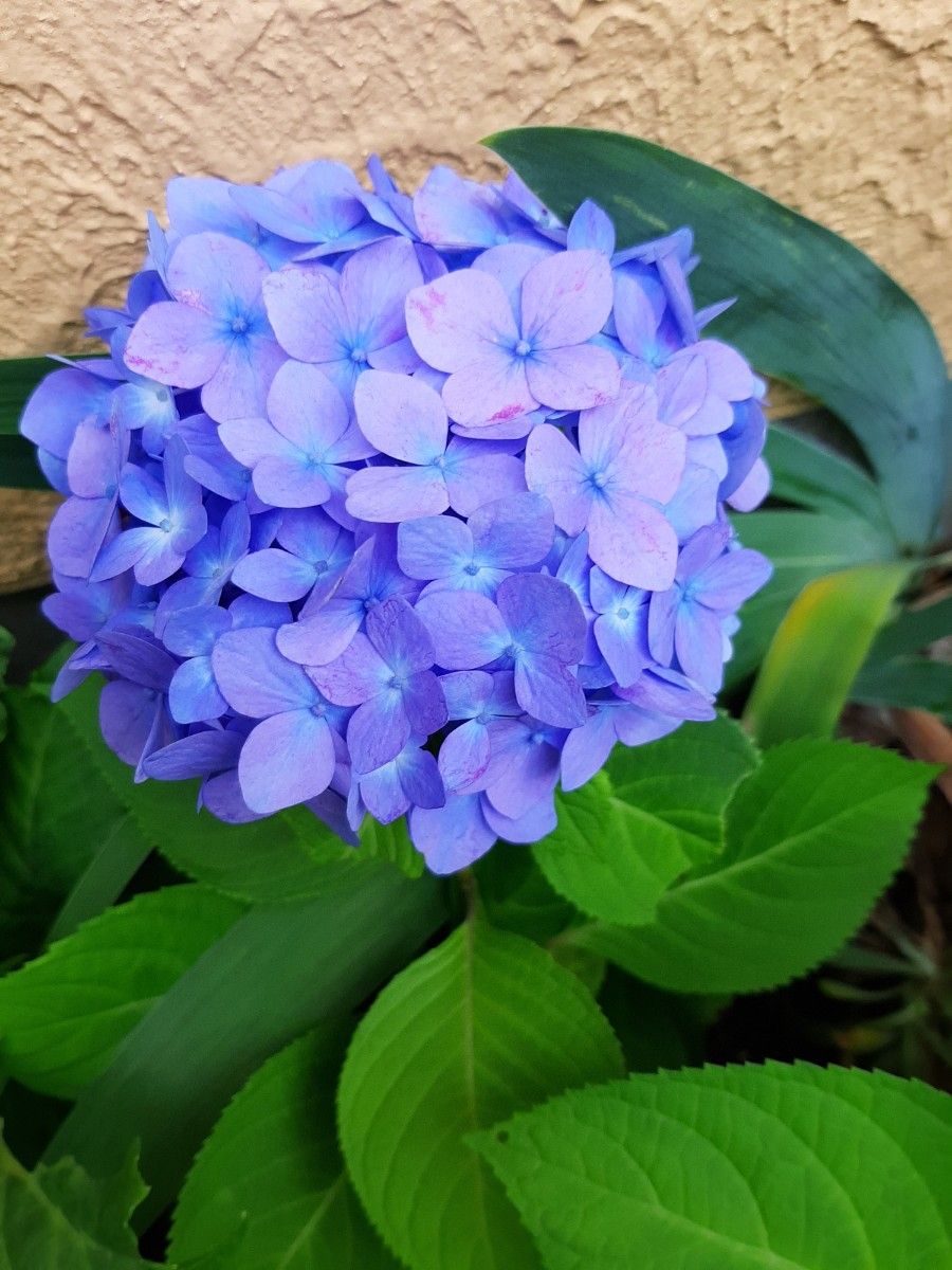 アジサイ、挿し穂3本 | www.fraynacho.com