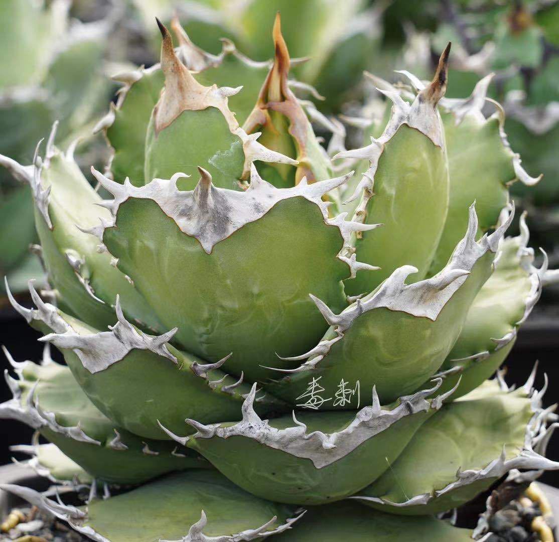 アガベ 多肉植物 チタノタ Mesmerizing Spines- AZ レア種厳選狂 アガベ 多肉植物 チタノタ Mesmerizing Spines- AZ レア種厳選狂