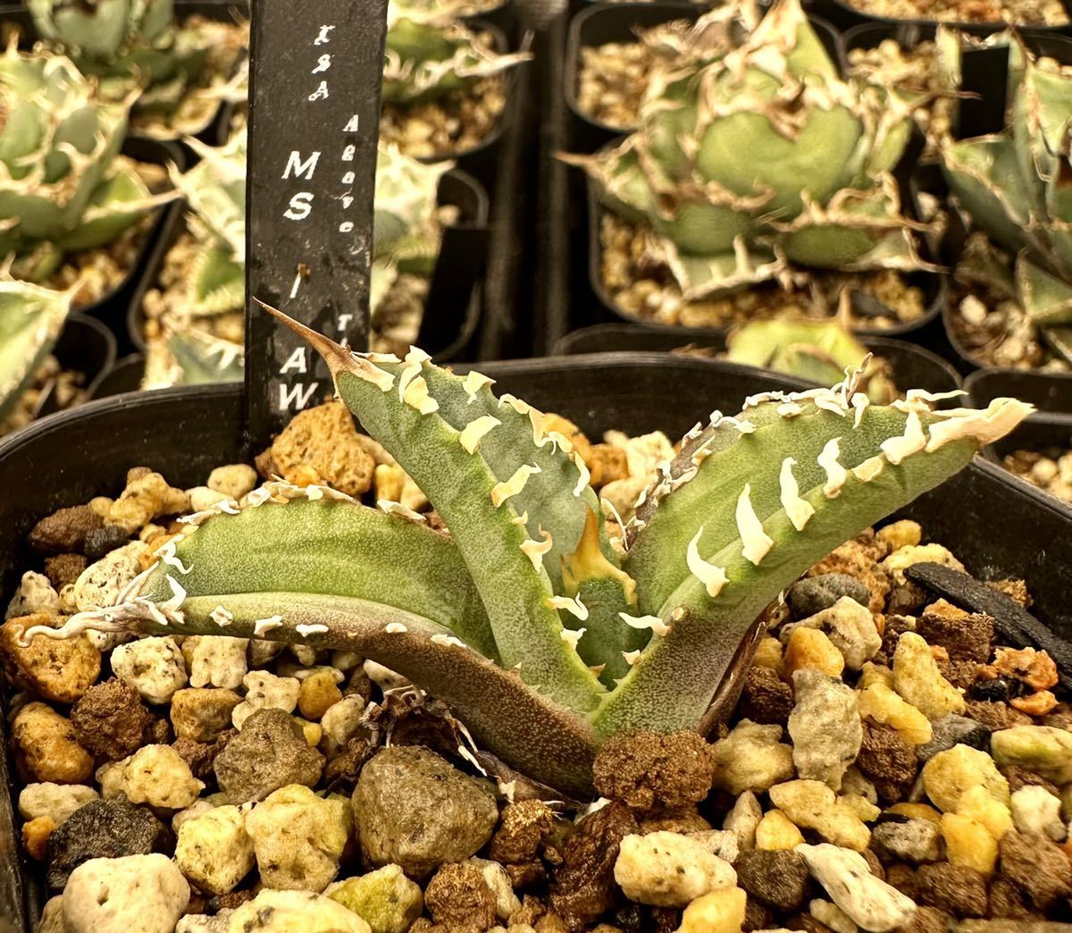 アガベ 多肉植物 チタノタ Mesmerizing Spines- AW 毒刺モンスター級激