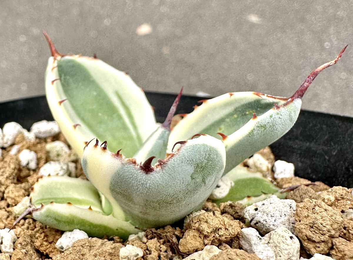 アガベ 多肉植物 パリー トランカータ オリザバ 厳選極上斑入り発根