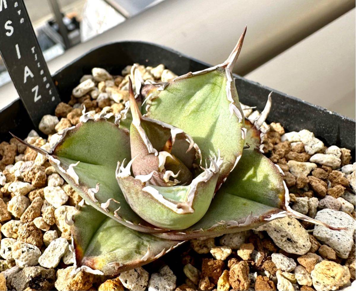 アガベ 多肉植物 チタノタ Mesmerizing Spines- AZ レア種厳選狂 アガベ 多肉植物 チタノタ Mesmerizing Spines- AZ レア種厳選狂