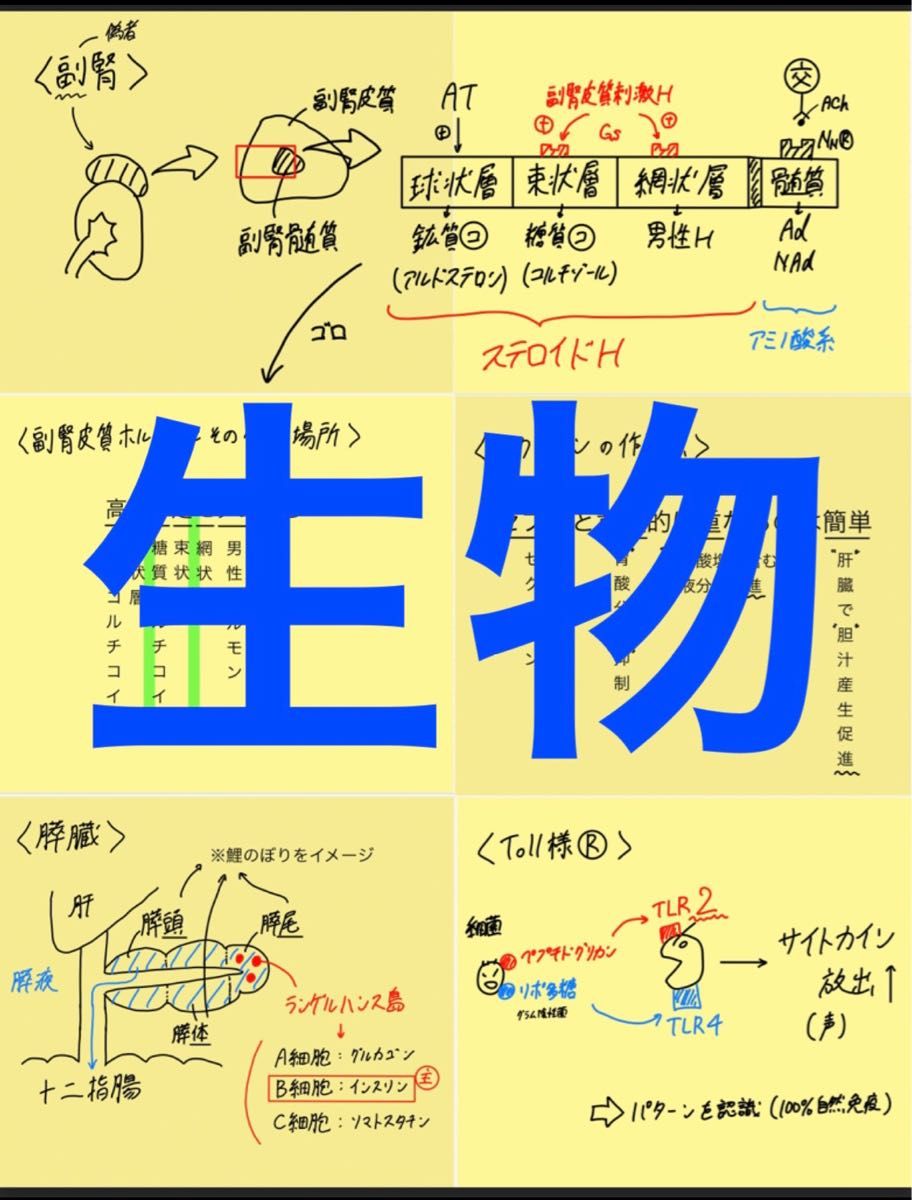 薬剤師国家試験(新カリ対応) 付箋ノート 付箋まとめ 薬学 ゴロまとめ 青本付箋