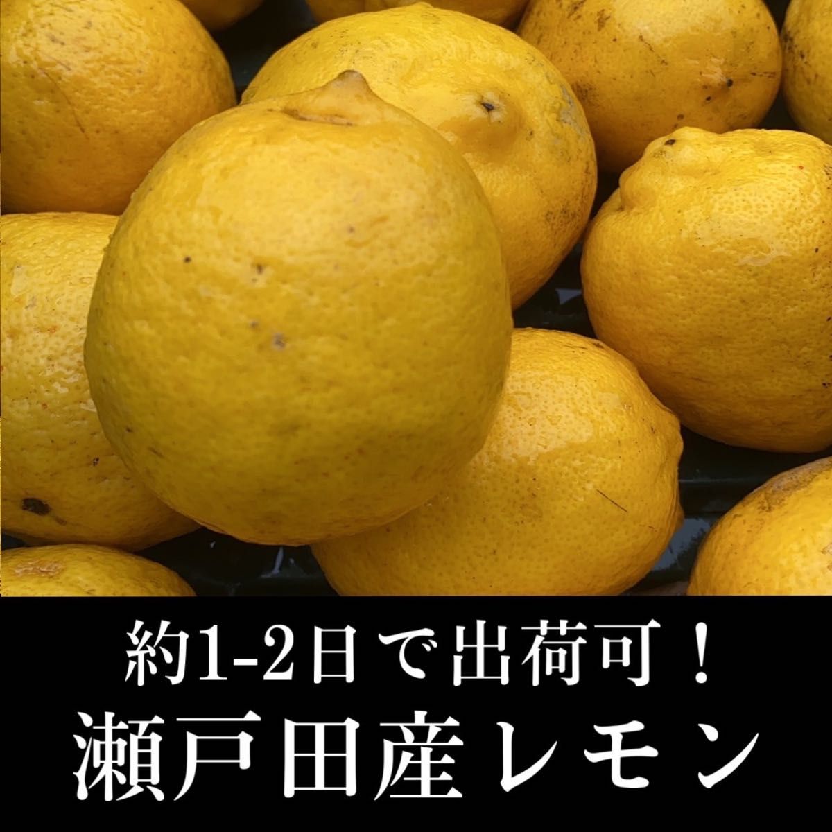 売れ筋 広島県瀬戸田産レモン 1.3kg以上！
