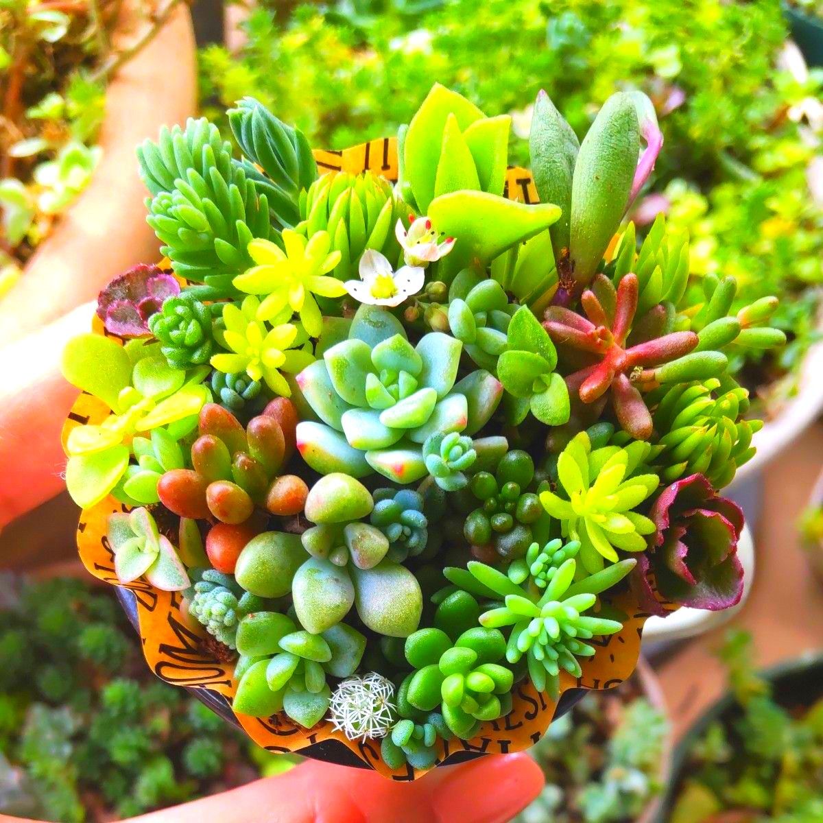 多肉植物 セダムの寄せ植え そのまま飾れる 1セット|Yahoo 多肉植物 セダムの寄せ植え そのまま飾れる 1セット|Yahoo