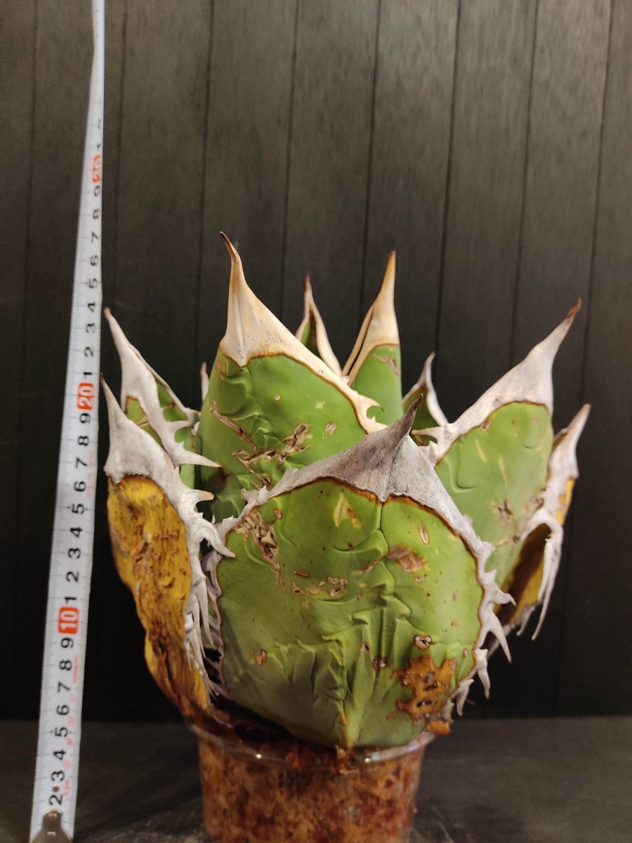 Agave アガベ オアハカオテロイ ワイルド 発根済み現地球 特大希少美株