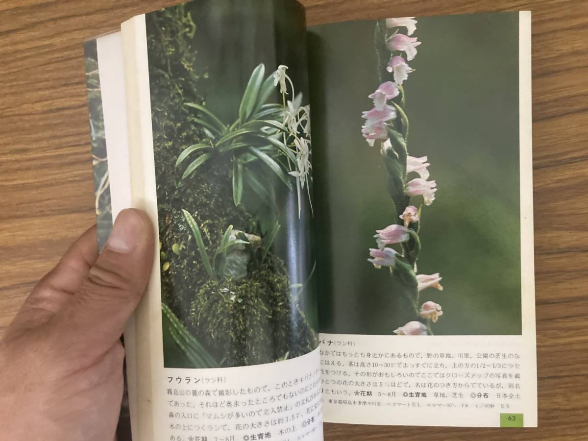 野草ハンドブック 2 夏の花 山と渓谷社 /39B_画像7