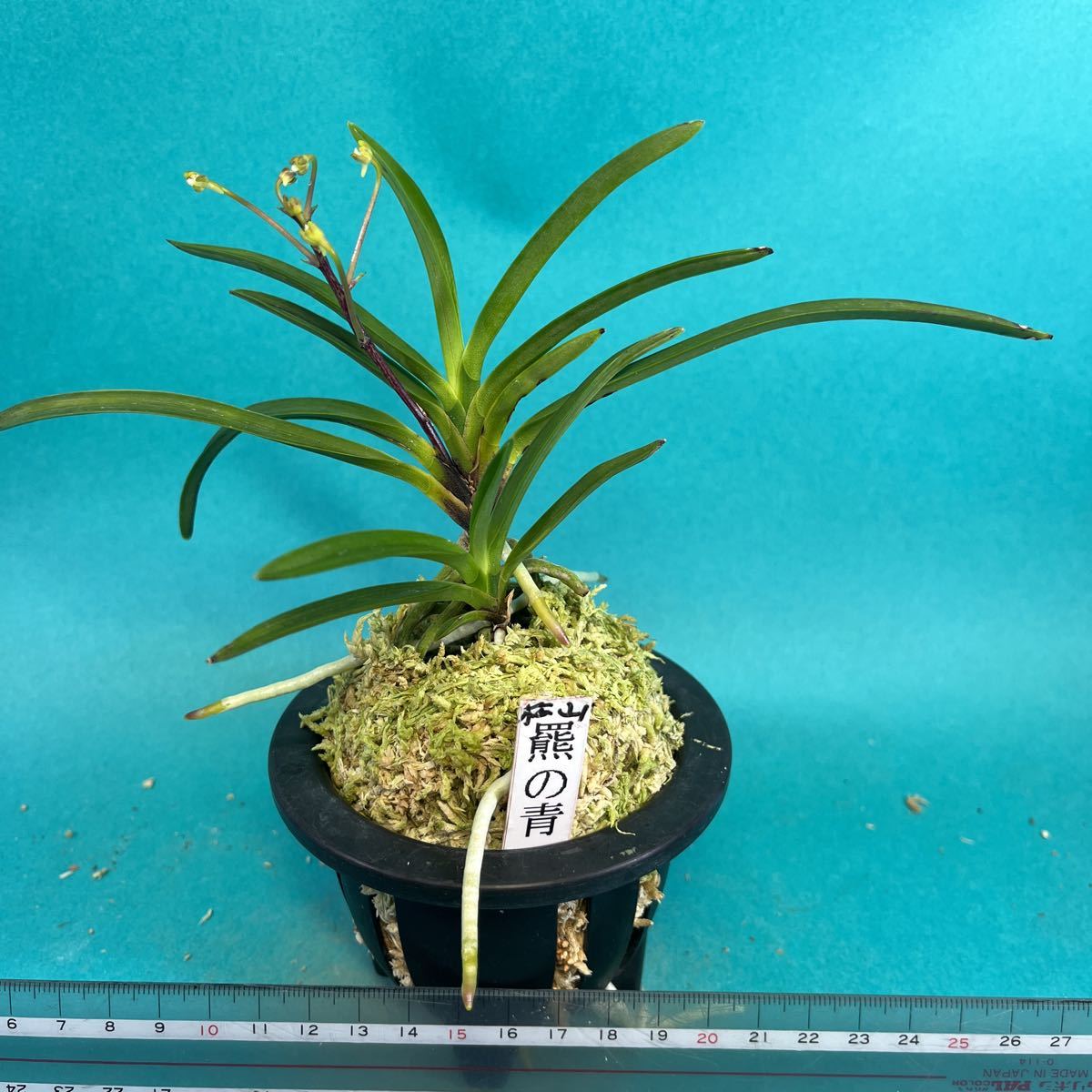 富貴蘭 羆の青 | fuerzalider.com