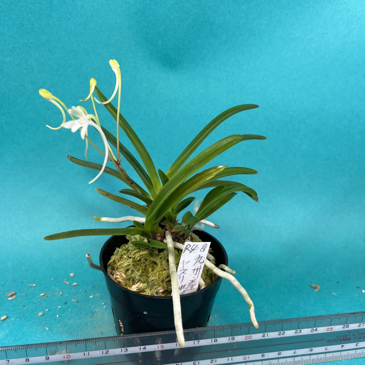 富貴蘭 九州鑢縞 富貴蘭 九州鑢縞