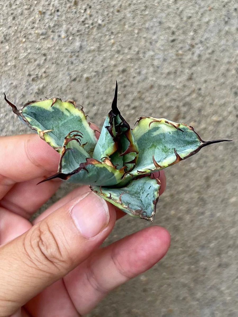 ヤフオク! - Y-1多肉植物 アガベ チタノタ ブルーボールBB錦 ブラ...