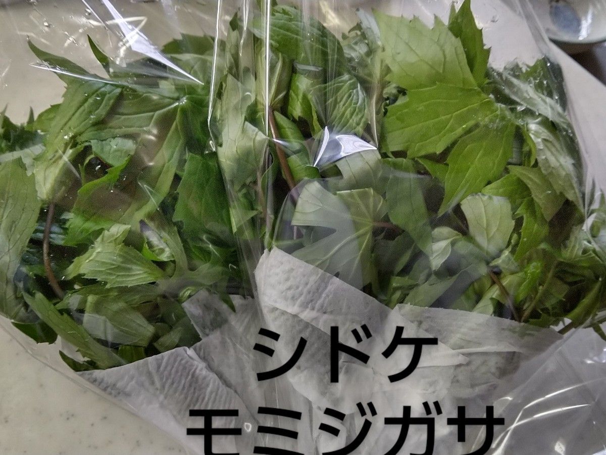 山菜 シドケ (モミジガサ) 300g