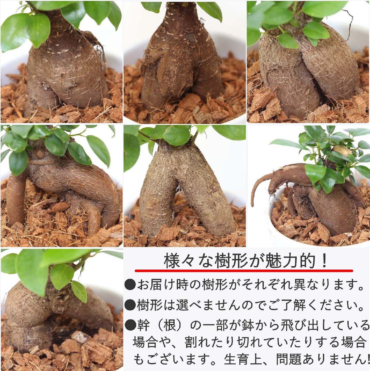 観葉植物 妖精がすむといわれている多幸の木 ガジュマル 5号 スクエアプラスチック鉢 【土の表面：竹炭タイプ】送料無料_画像8