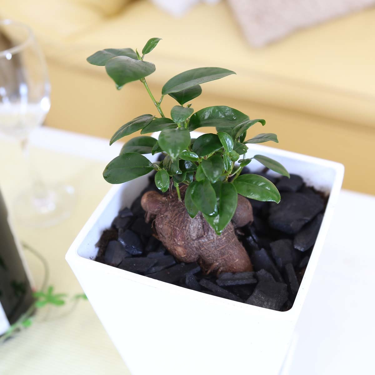  decorative plant ..... is said that ... many .. tree gaju maru 5 number square plastic pot [ earth. surface : bamboo charcoal type ] free shipping 