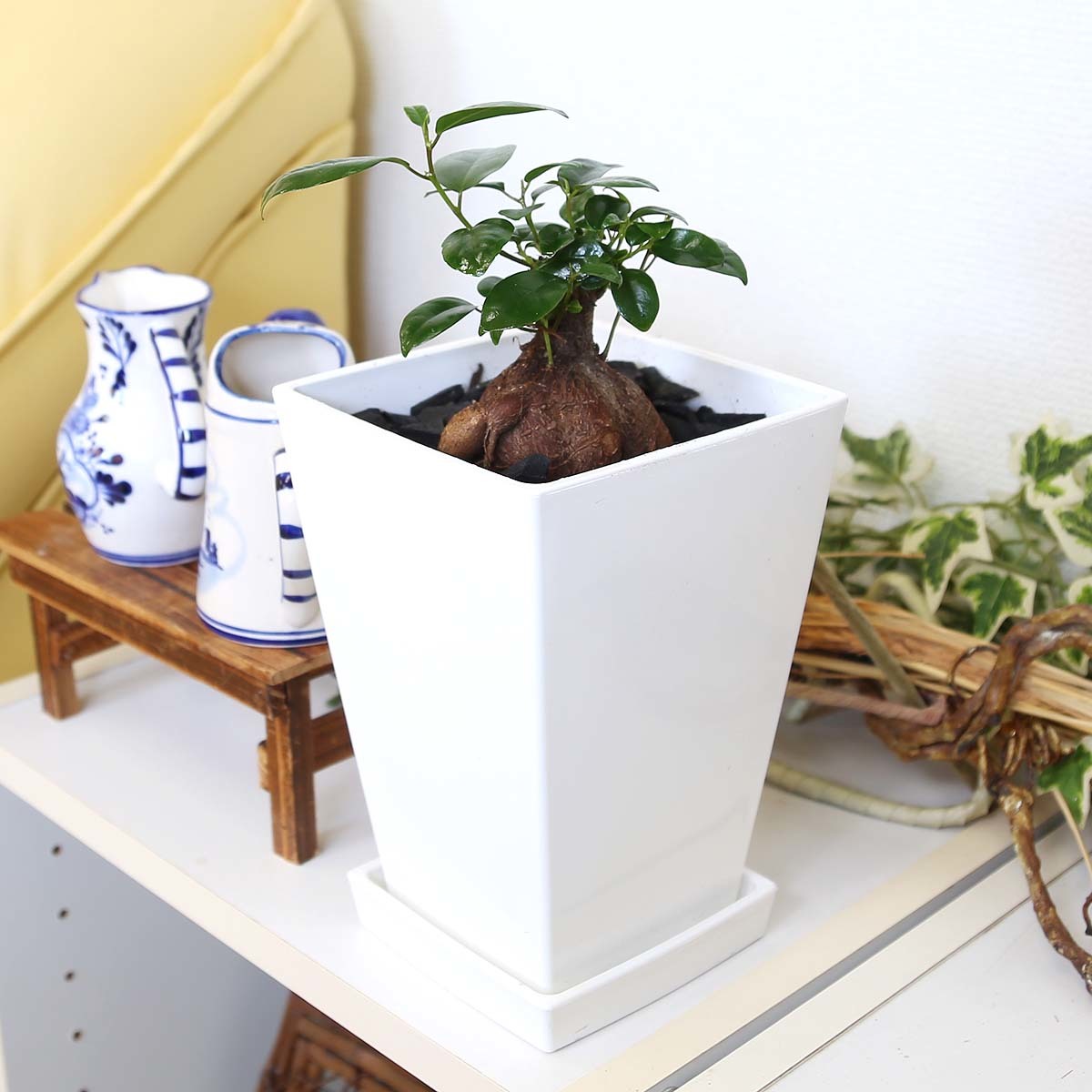  decorative plant ..... is said that ... many .. tree gaju maru 5 number square plastic pot [ earth. surface : bamboo charcoal type ] free shipping 