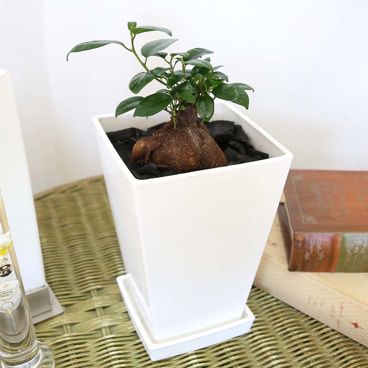  decorative plant ..... is said that ... many .. tree gaju maru 5 number square plastic pot [ earth. surface : bamboo charcoal type ] free shipping 