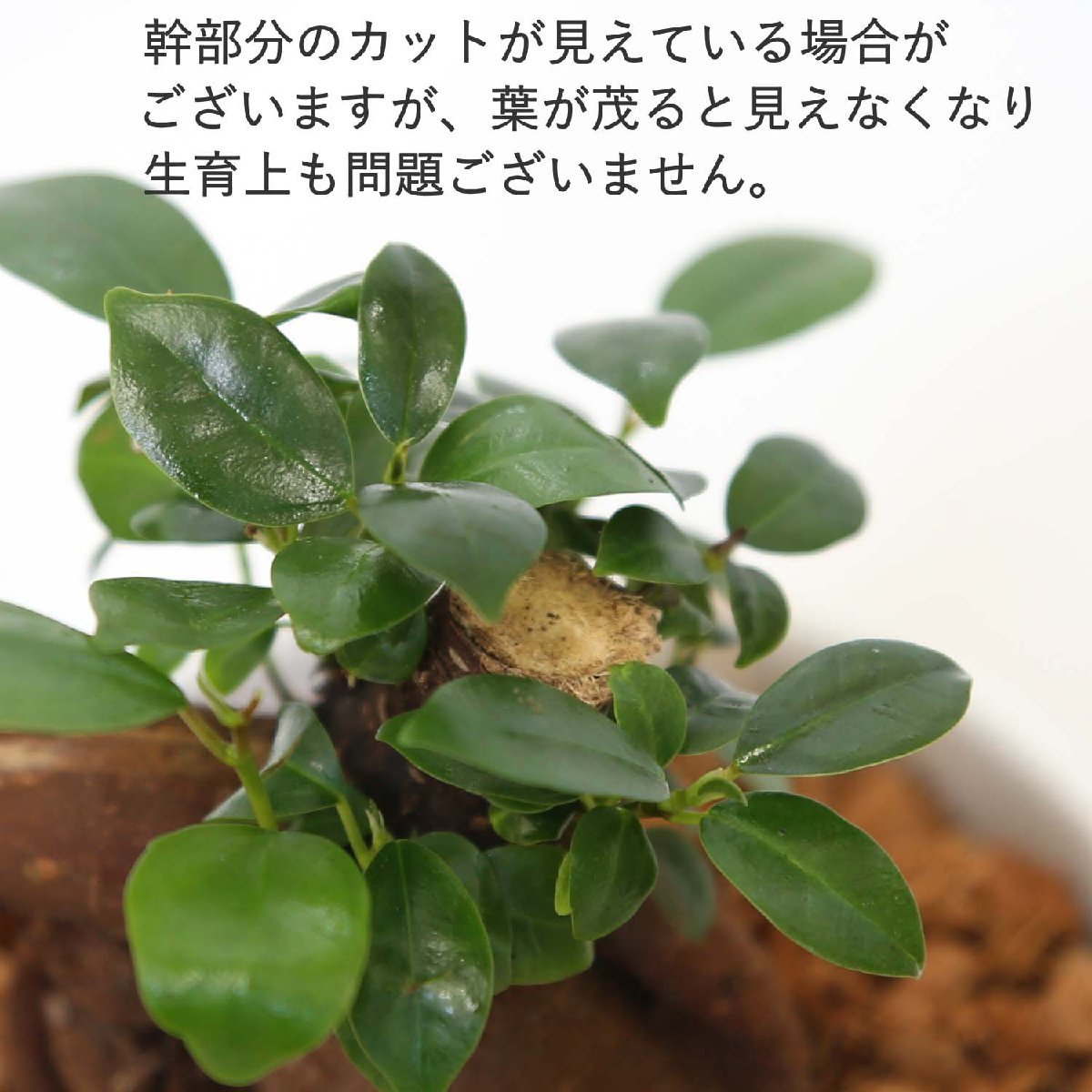 観葉植物 幸せを見守る樹 ガジュマル 4号 ホワイト陶器鉢 丸ロング １鉢 土の表面 ウッドチップ　送料無料_画像9