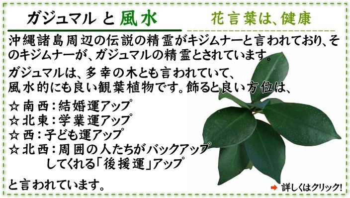 観葉植物 妖精がすむといわれている多幸の木 ガジュマル 5号 スクエアプラスチック鉢 【土の表面：竹炭タイプ】送料無料_画像7