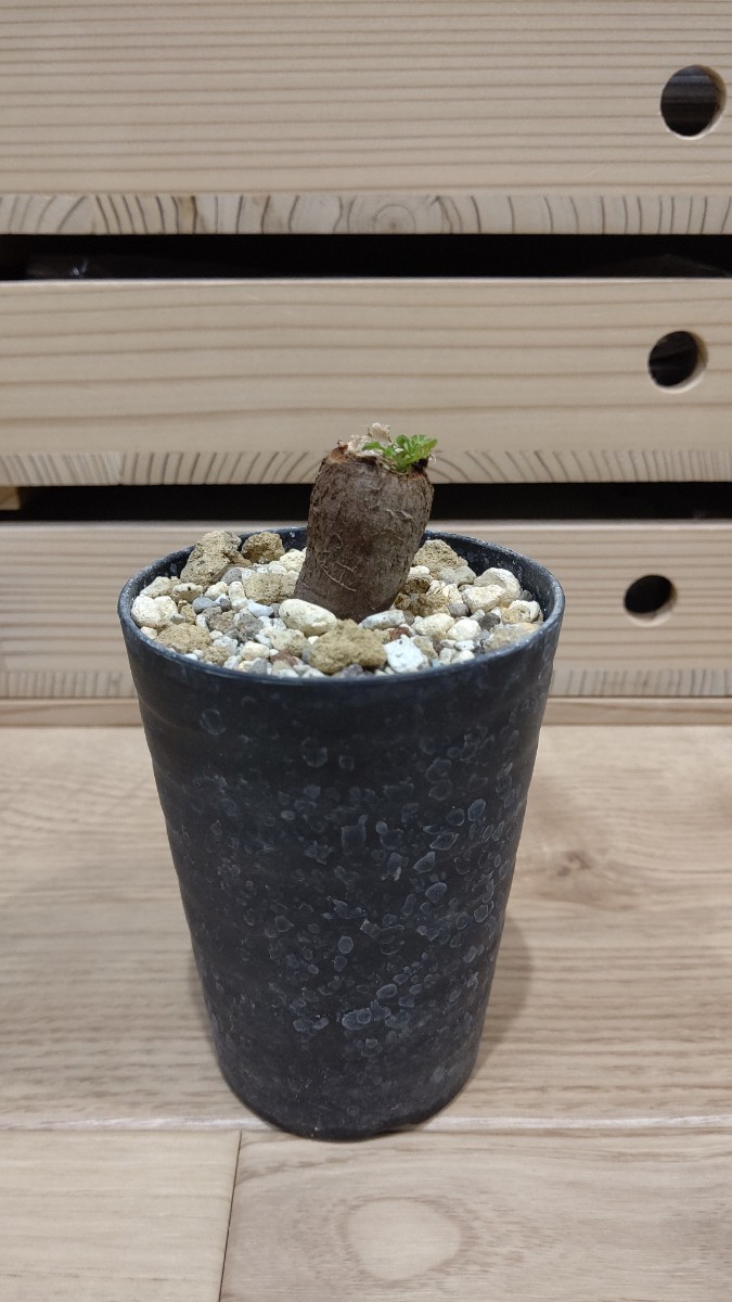 パキプス 根挿し オペルクリカリア 塊根植物 コーデックス 灌木 パキプス 根挿し オペルクリカリア 塊根植物 コーデックス 灌木