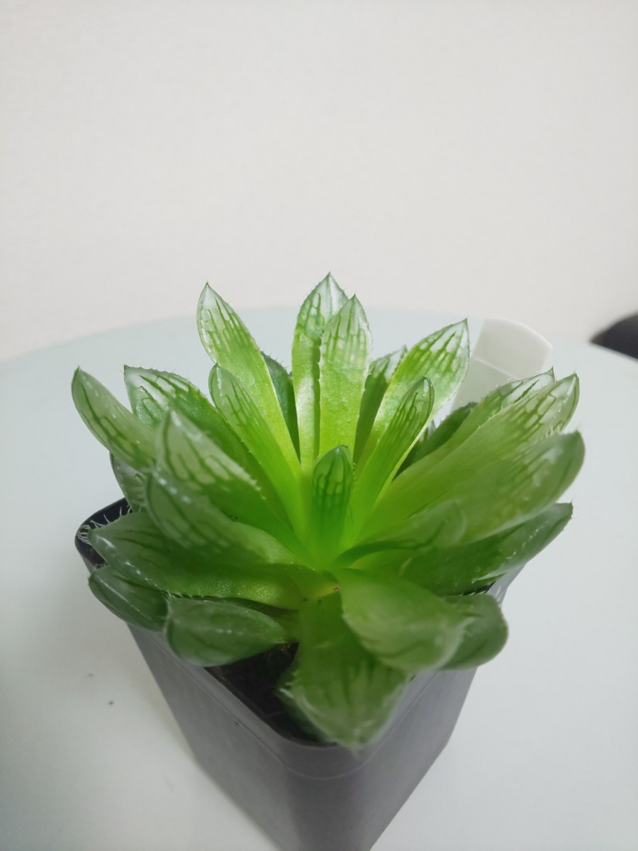 2種セット】 桜水晶 十二の巻錦 ハオルチア ハオルシア 硬葉 軟 2種セット】 桜水晶 十二の巻錦 ハオルチア ハオルシア 硬葉 軟