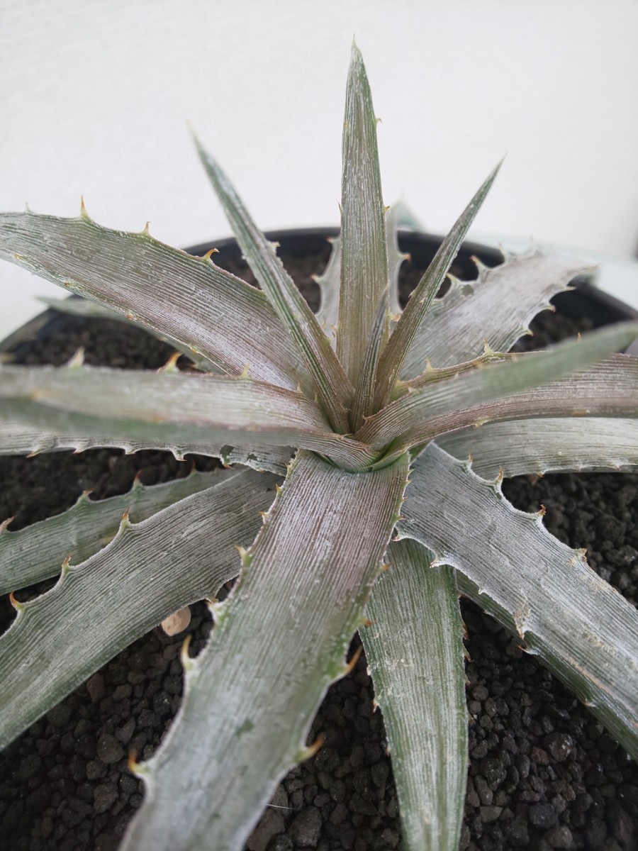 Pulquinensis　Dyckia　ディッキア　プルキネンシス　観葉植物　多肉植物　ビザールプランツ　アナナス　タグ　tag　原種　子株付き