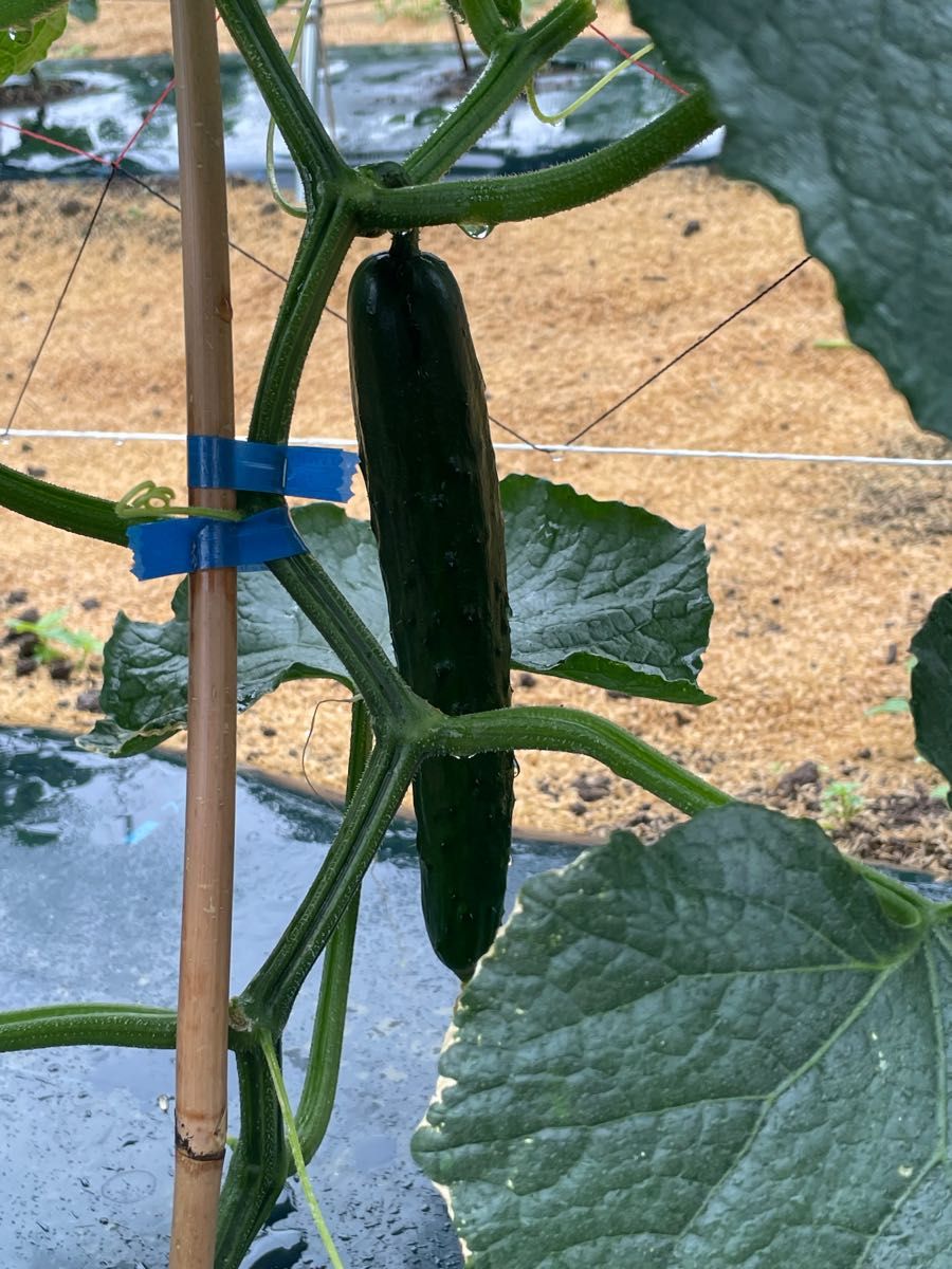 人気No.1】【人気No.1】 きゅうり1キロです。 野菜 | stuckinarut