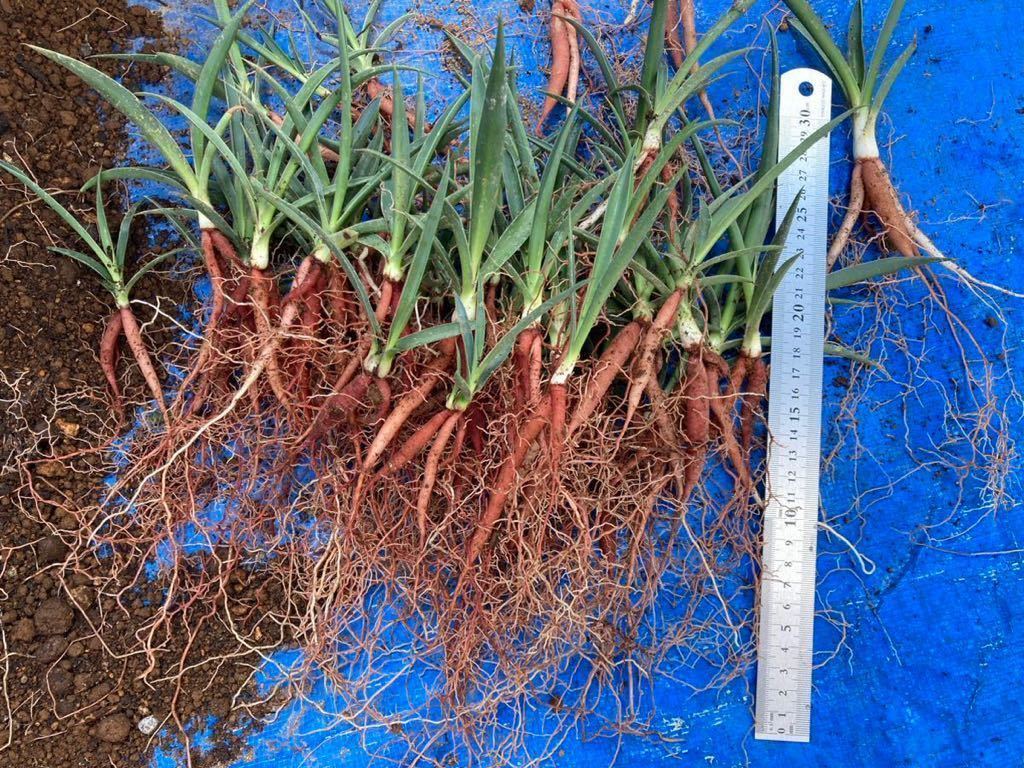 数量限定☆超特価20苗】ユッカ カルネロサーナ(Yucca carnerosana