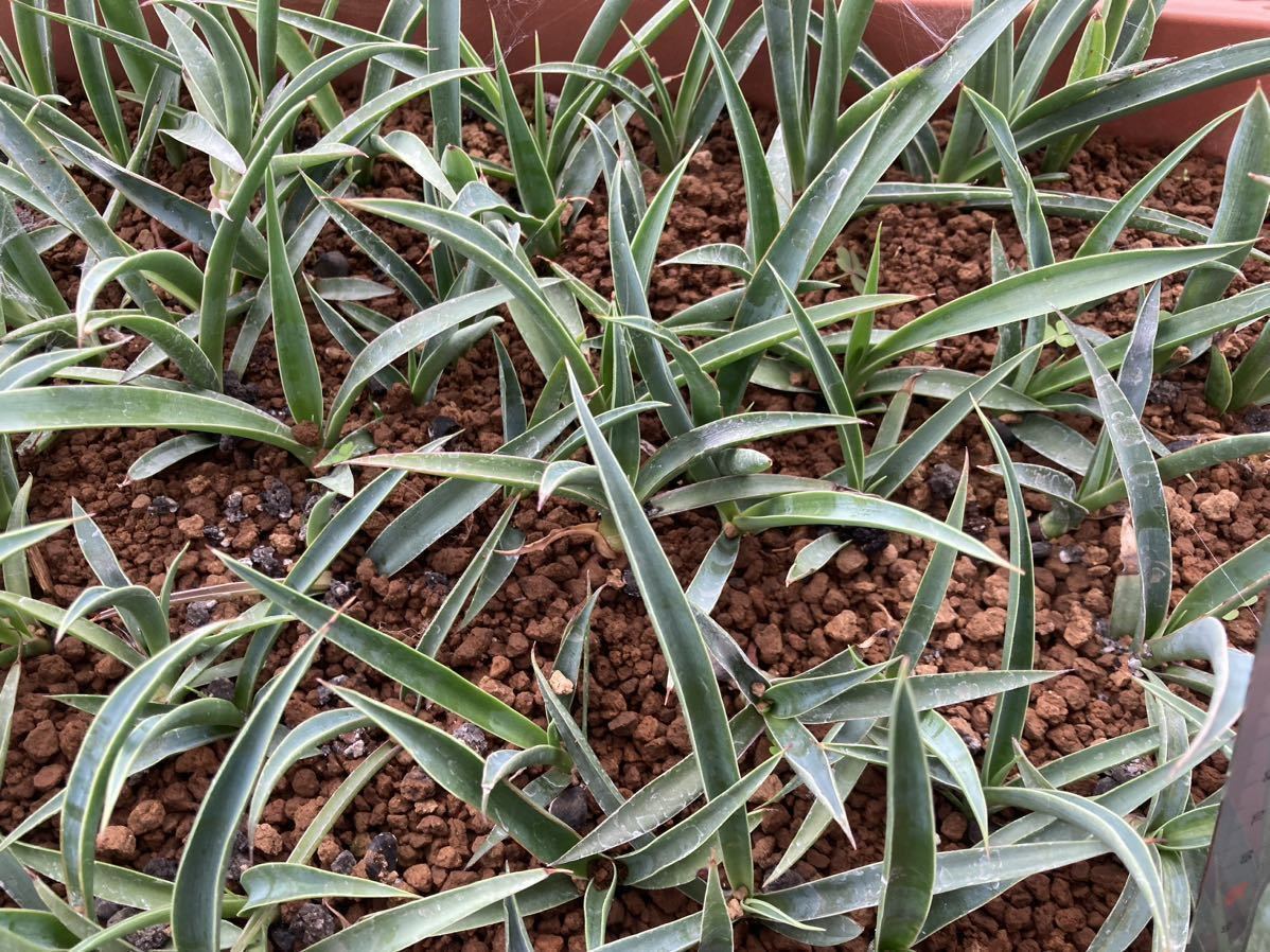 数量限定☆超特価20苗】ユッカ カルネロサーナ(Yucca carnerosana