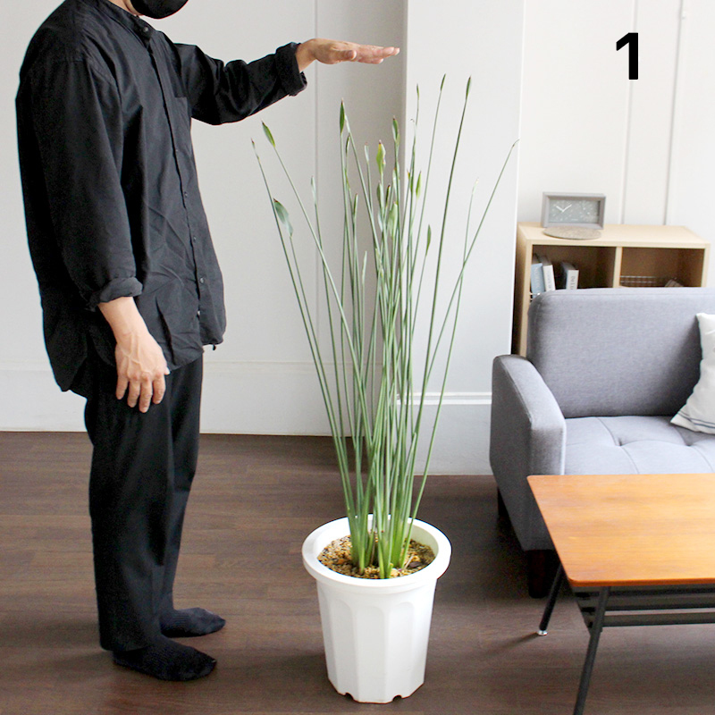 現品】ストレチア/ストレリチア・ノンリーフ(ユンケア) 10号(1