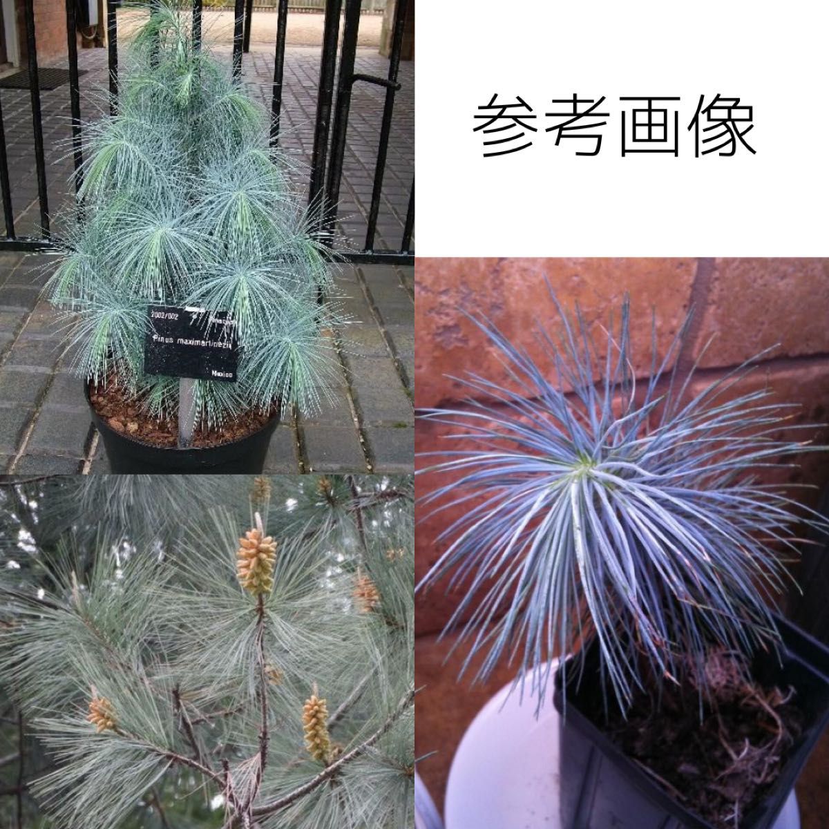 マルチネスピニョン松 ピニョンマツ Pinus maximartinezii 苗 マルチネスピニョン松 ピニョンマツ Pinus maximartinezii 苗