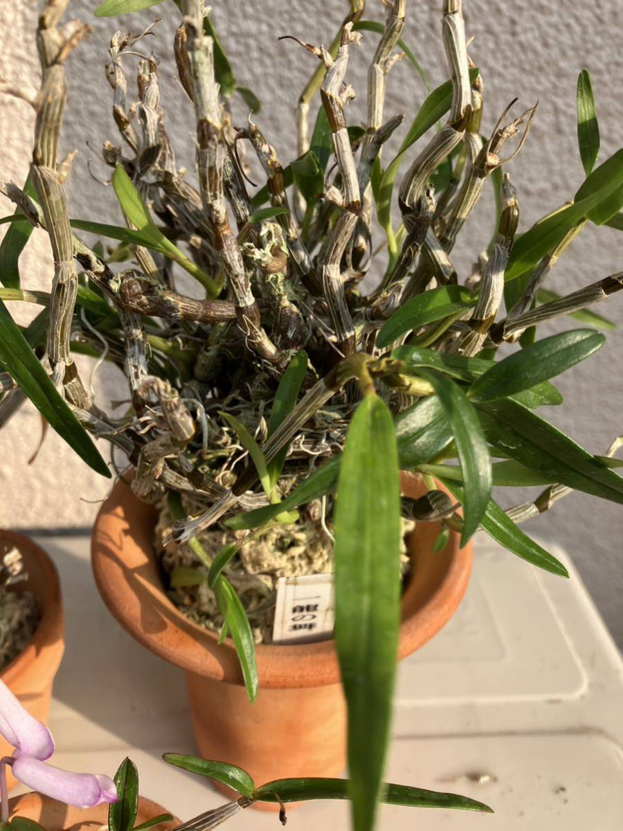 富貴蘭 白龍の舞 植物 | colcuidar.com