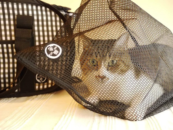  cat ..... net cat for .. for .... hospital nail clippers shampoo . mileage prevention 