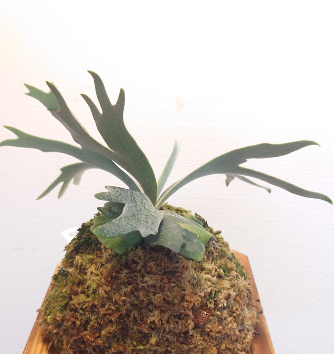 P.willinckii Bacteria sporeling ビカクシダ バクテリア バクスポ P