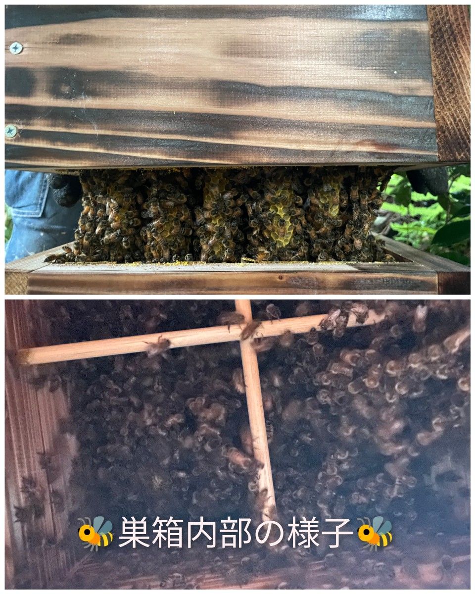 ラスト1個在庫限り 紀州無節杉材 送料無料『日本蜜蜂 重箱式 ラスト1個在庫限り 紀州無節杉材 送料無料『日本蜜蜂 重箱式