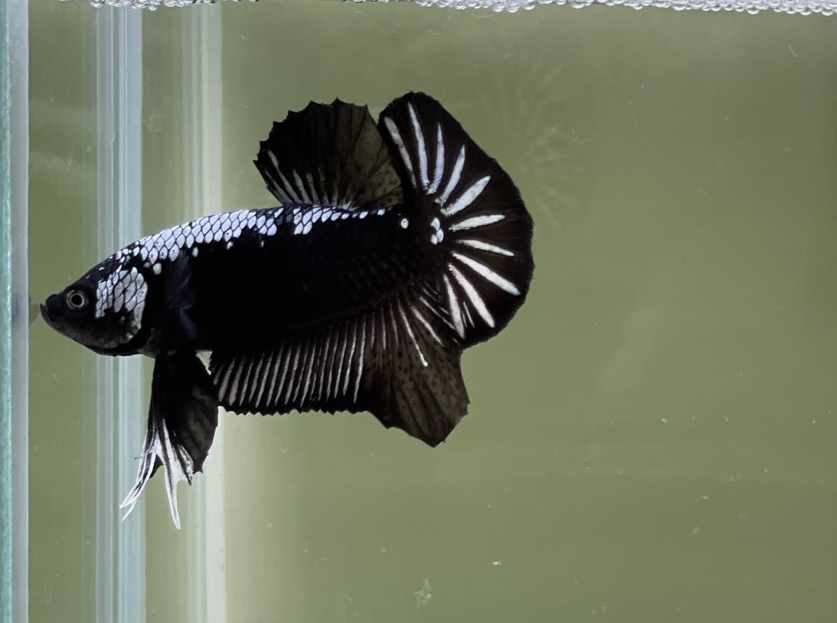 ショーベタ・ブラックサムライプラカット(オス) - 魚類、水生生物