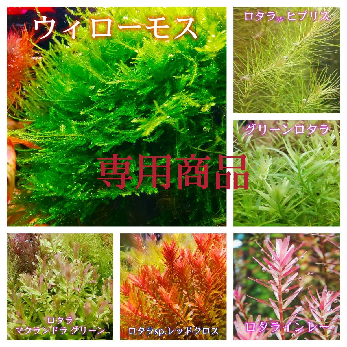 専用商品】水草セット 6種類 各4本 【ネコポス発送】|PayPayフリマ