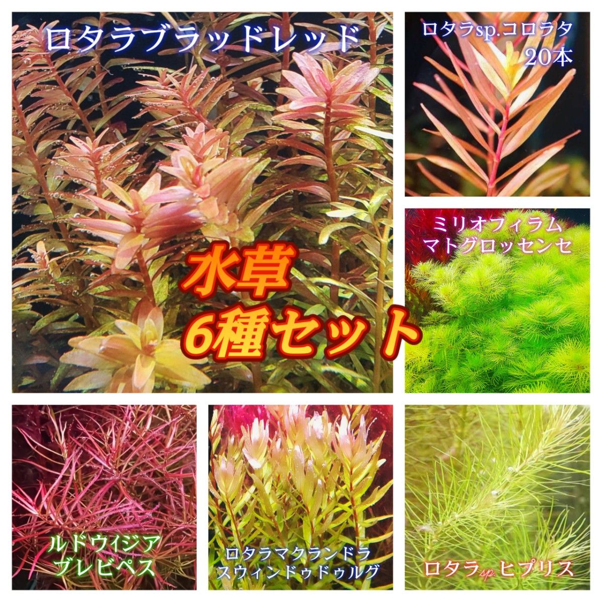水草セット 6種類 各4本 【ネコポス発送】 | www.fraynacho.com