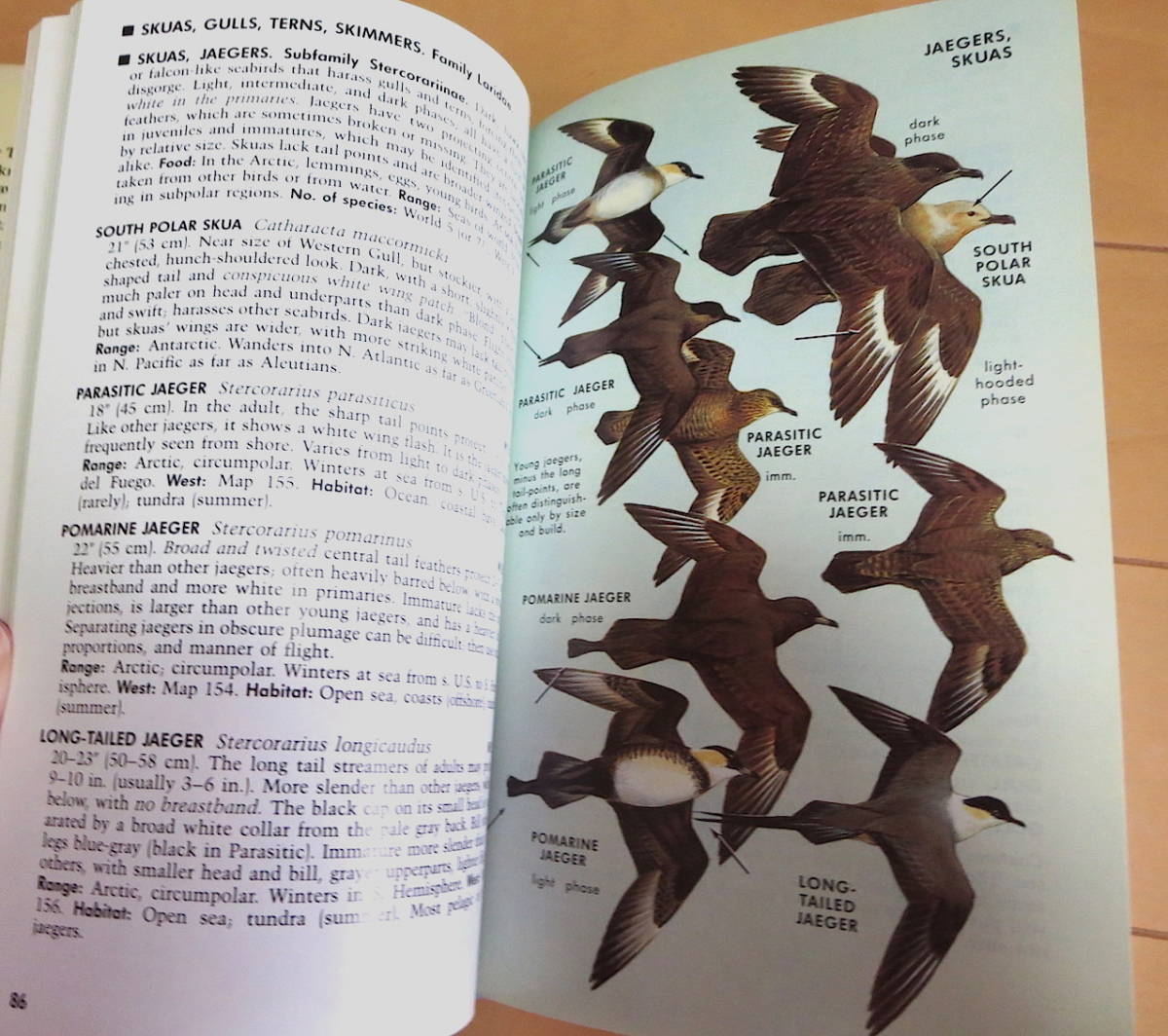 洋書 野鳥図鑑◆ Peterson Field Guide Western Birds ◆ Roger Tory Peterson ◆バードウォッチング　希少_画像4