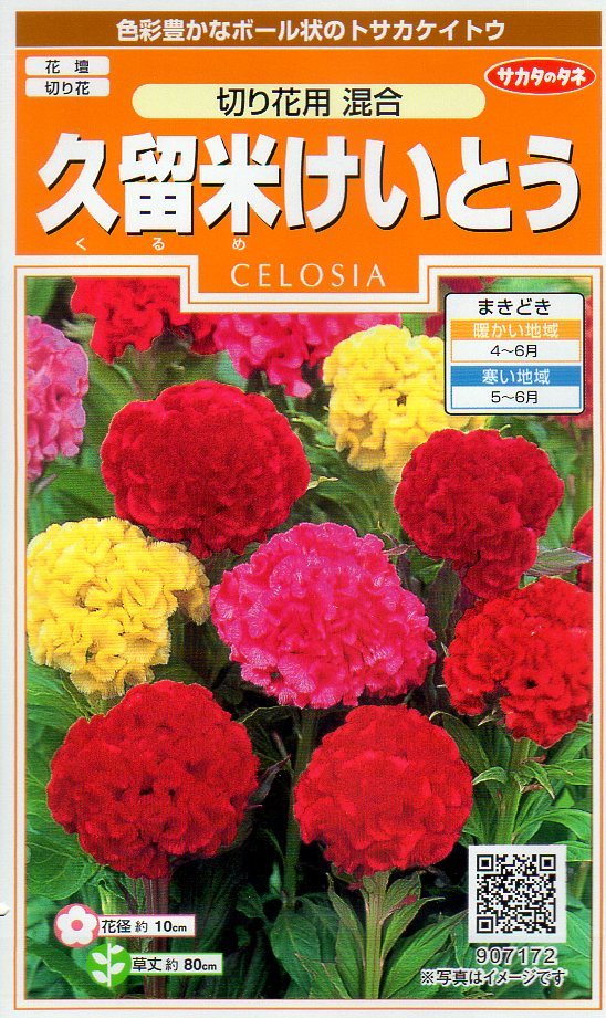 処分※ ◇久留米けいとう◇ 【切り花用混合】 サカタのタネ サカタのタネ 久留米けいとう・切花用 アーリーローズ