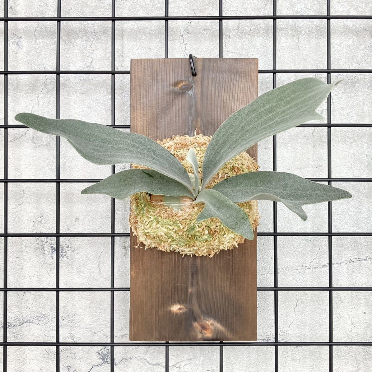 E-1 bifur sp white 白ビフビカクシダコウモリラン観葉植物子鹿