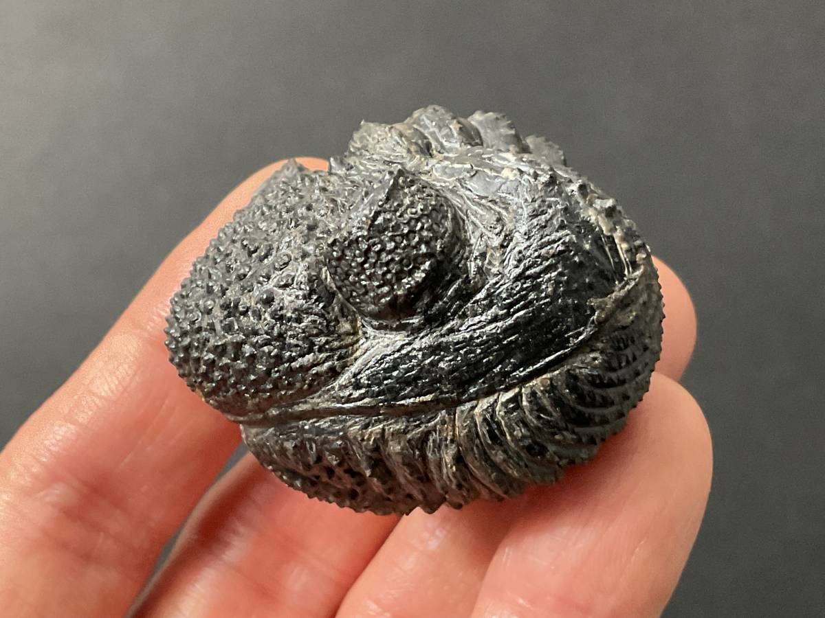 三葉虫 特大 ドロトプス・メガロマニクス-