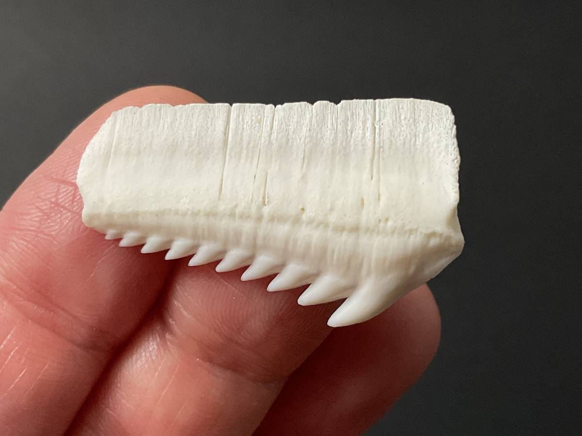 サメ 歯 現生 カグラザメ [SG36] サメの歯 鮫の歯 鮫 牙の画像2