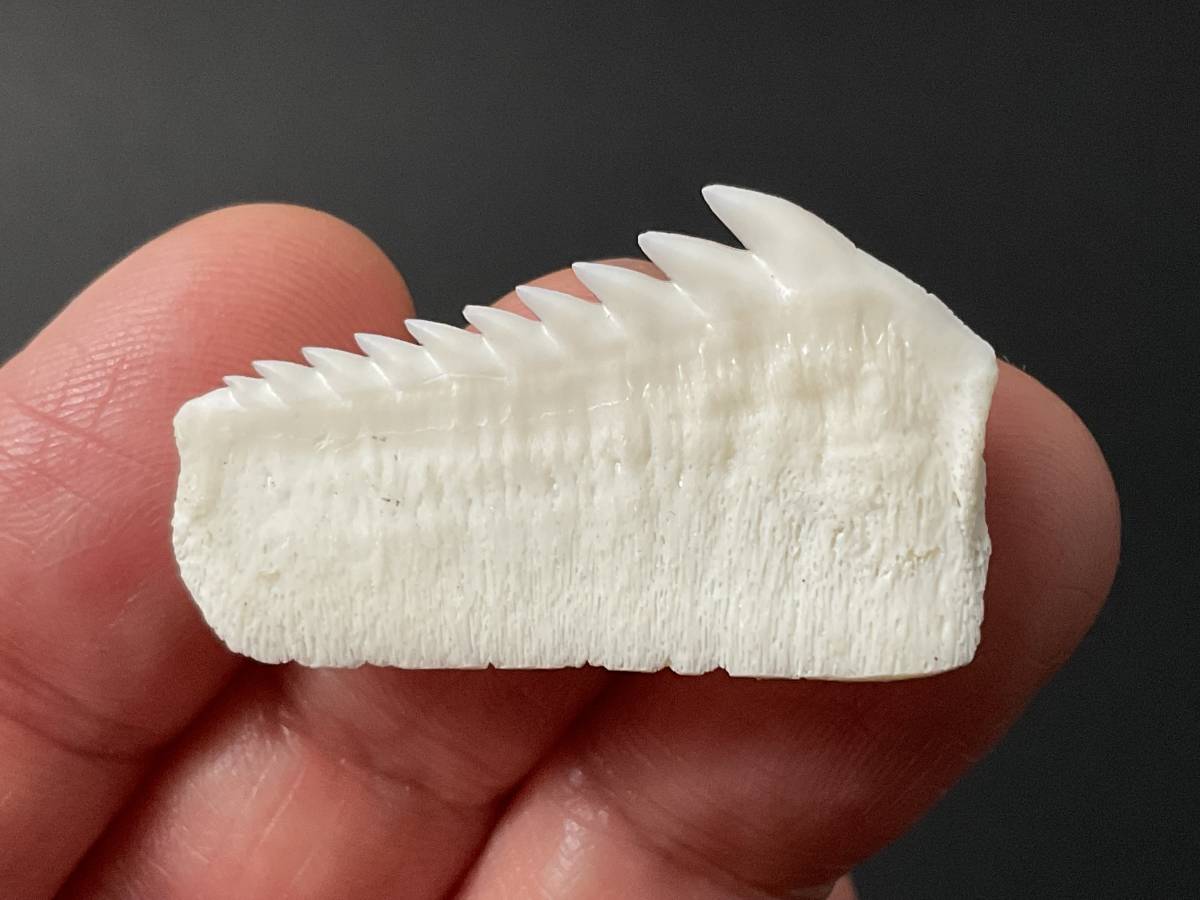 サメ 歯 現生 カグラザメ [SG36] サメの歯 鮫の歯 鮫 牙の画像4