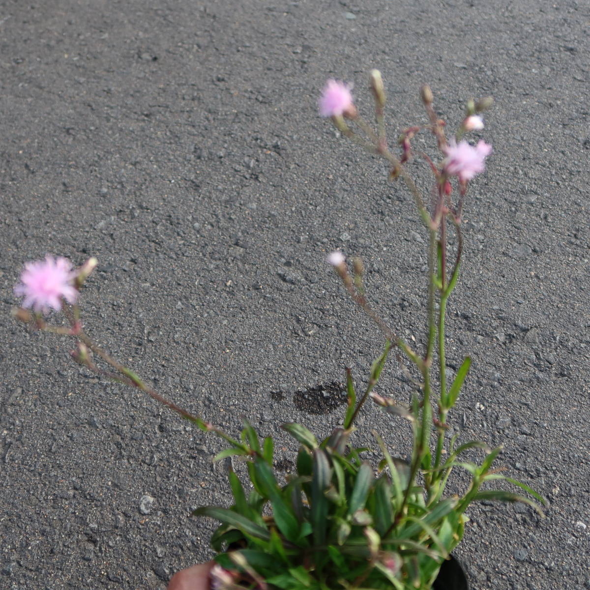 ∮ 来年用 華やか 八重咲き リクニス ペティット ジェニー 耐寒 宿根草 草花 地植え 庭植え 鉢植え ガーデニング_サンプル苗　花は終わりました