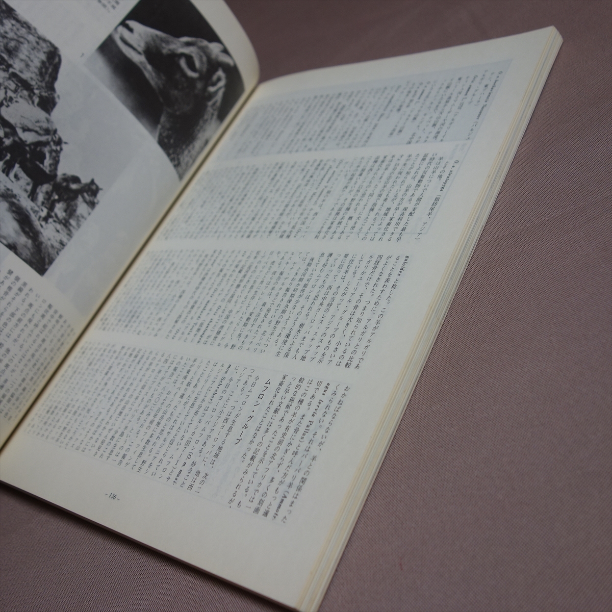 えとのす 16号 八雲立つ出雲の世界 新日本教育図書 昭和56年 10月_画像9