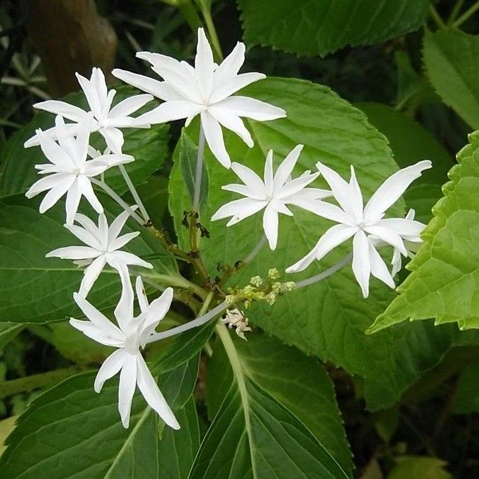 青い月の花様専用 紫陽花八丈千鳥の挿し穂2本・黒軸紫陽花挿し穂3本|Yahoo!フリマ(旧PayPayフリマ)