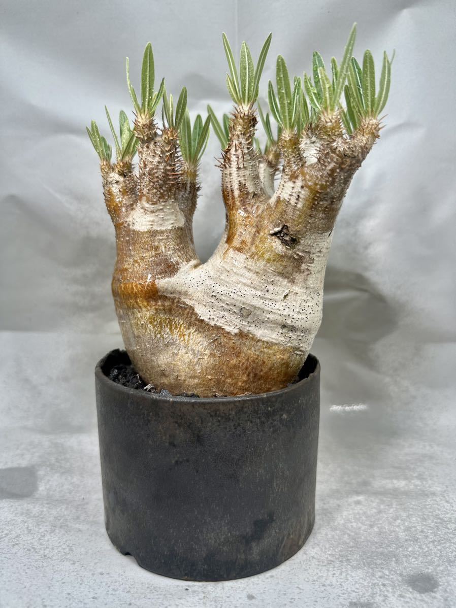 パキポディウム イノピナツム Pachypodium カタチ製作所（検索