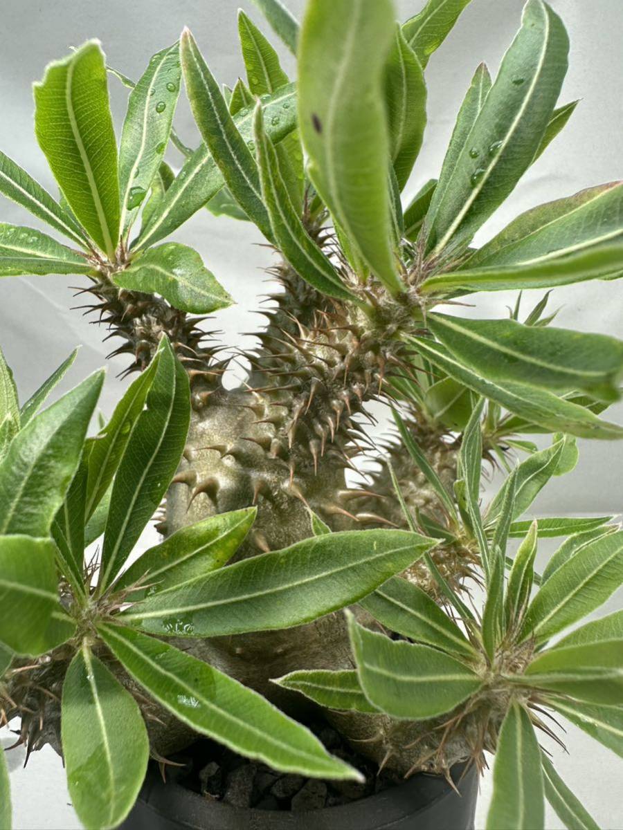 パキポディウム マカイエンセ 実生 Pachypodium(検索 イノピナツム