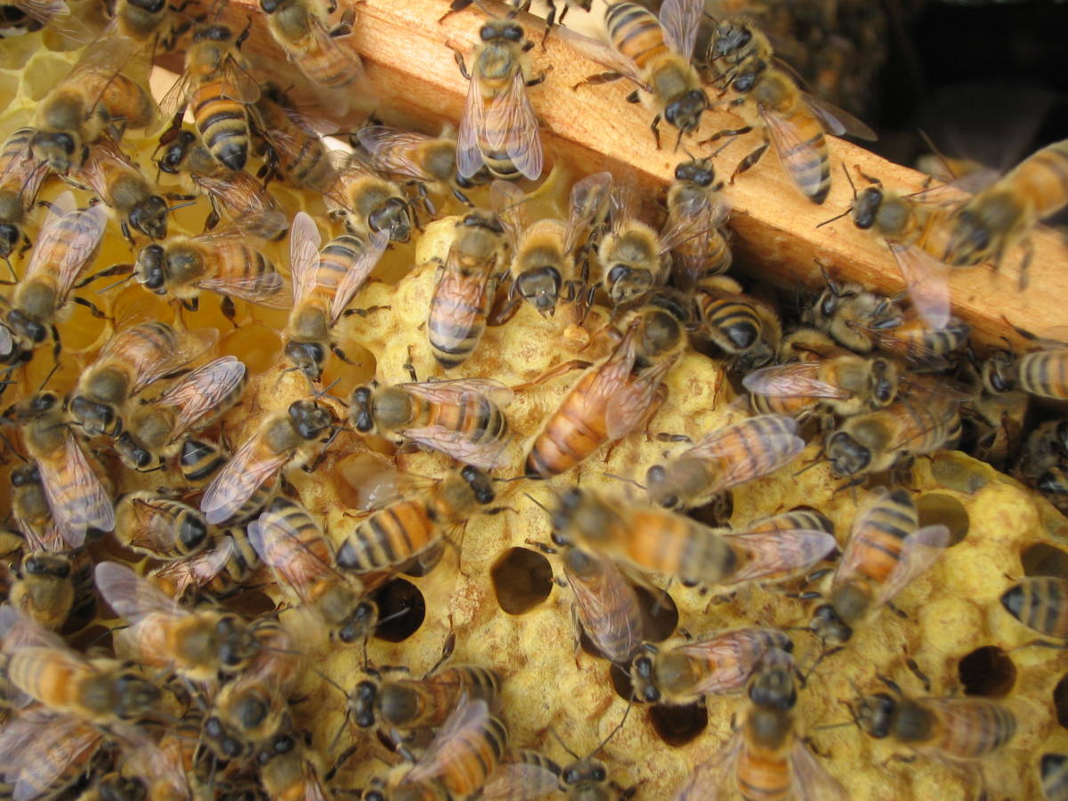 １２☆2023年女王 西洋蜜蜂 西洋ミツバチ ４、５枚群 検査済 （注意 ...